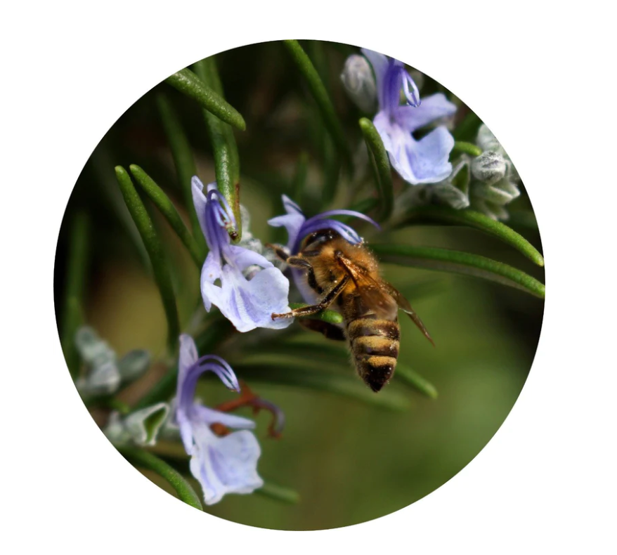 Rosemary Essential Oil - Living Libations