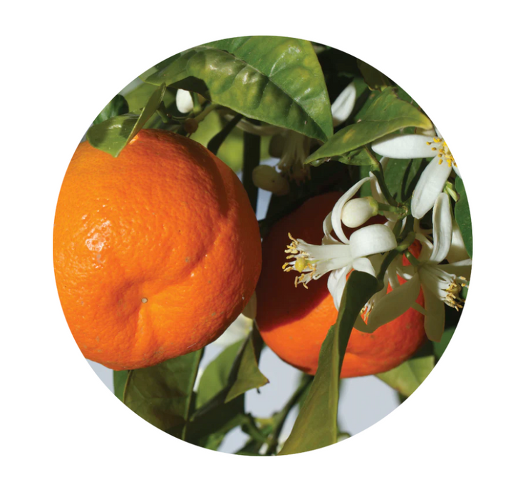 Mandarin Essential Oil - Living Libations